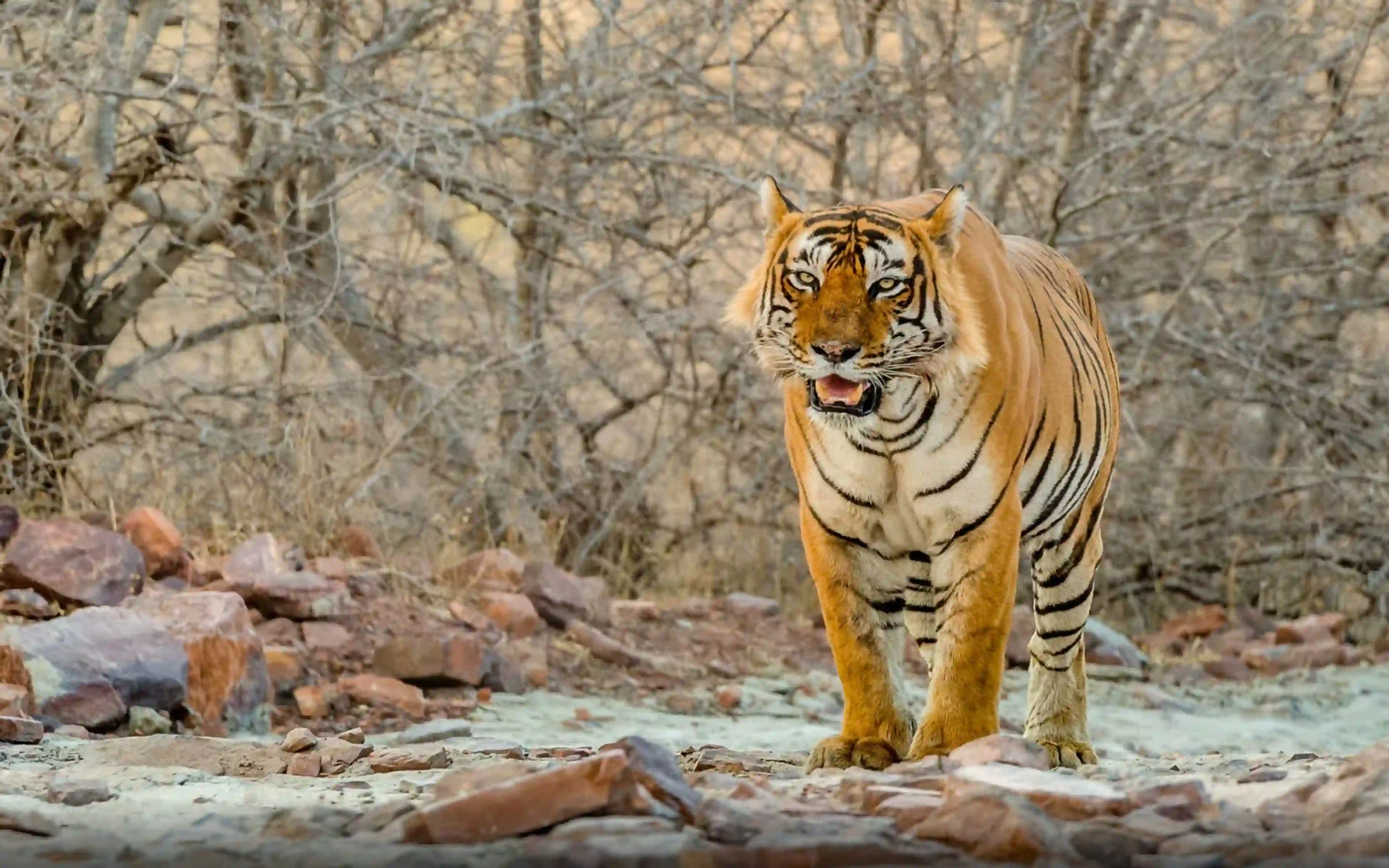 Golden triangle tour with Ranthambore Tiger Safari